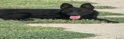 Meticcio cani in regalo: Tommy: cucciolone socievole e affettuoso  - Annuncio 5