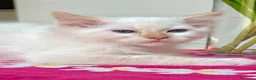 Ragdoll gatti in vendita: cucciolo ragdoll disponibile - Annuncio 2