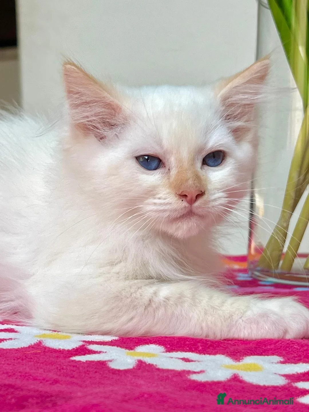 Ragdoll gatti in vendita: cucciolo ragdoll disponibile - Annuncio 2