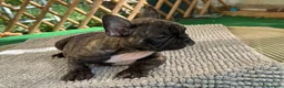 Bulldog Francese cani in vendita: Bulldog francese tigrato  - Annuncio 3