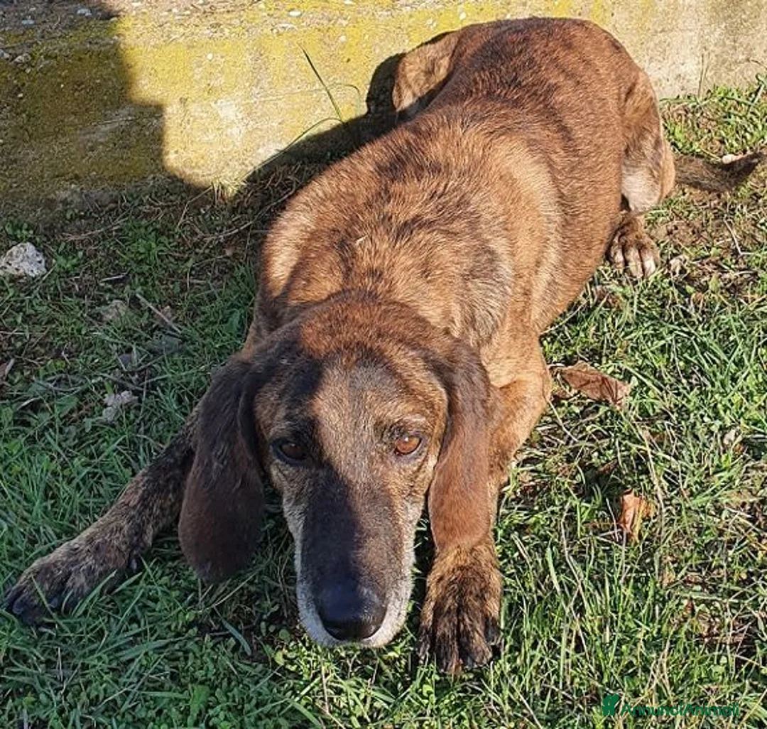 Segugio cani in regalo: NICK socievole adatto a tutti! - Annuncio 2