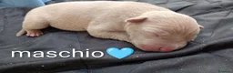 Pitbull cani in vendita: Cuccioli di american Pitbull  - Annuncio 7