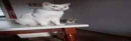 Certosino gatti in regalo: Cedo gatto per motivi lavorativi a Città Metropolitana di Napoli - Annuncio 2