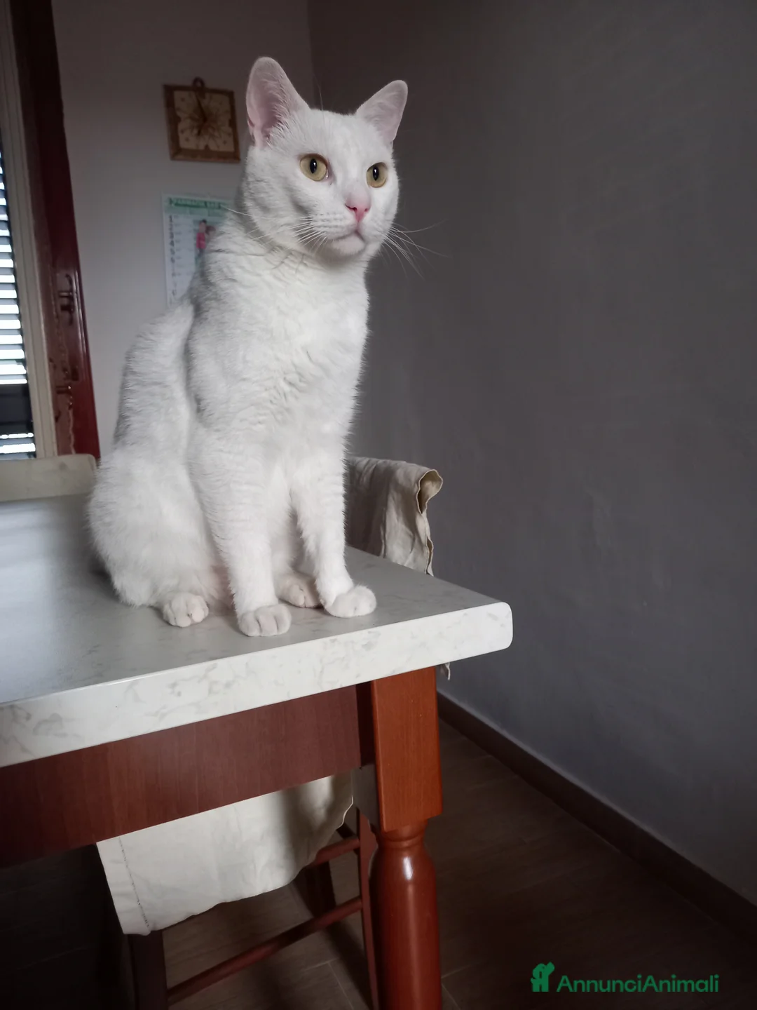 Certosino gatti in regalo: Cedo gatto per motivi lavorativi a Città Metropolitana di Napoli - Annuncio 2