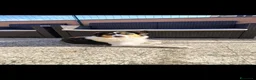 Australian Shepherd cani in regalo: Cucciola pastore australiano  - Annuncio 2