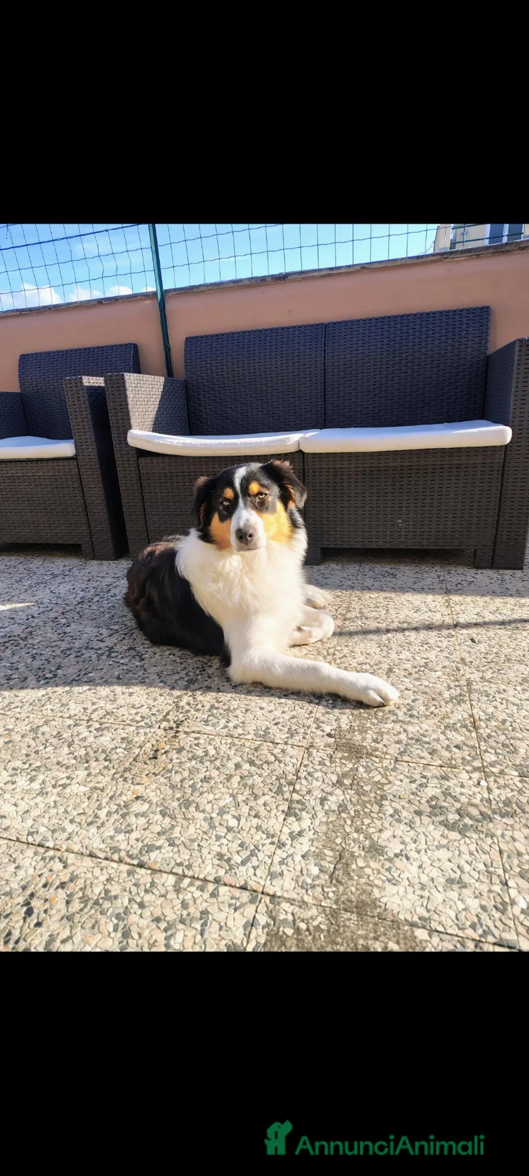 Australian Shepherd cani in regalo: Cucciola pastore australiano  - Annuncio 2