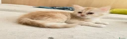 Maine Coon gatti in vendita: Ultima cucciola maine coon - Annuncio 2