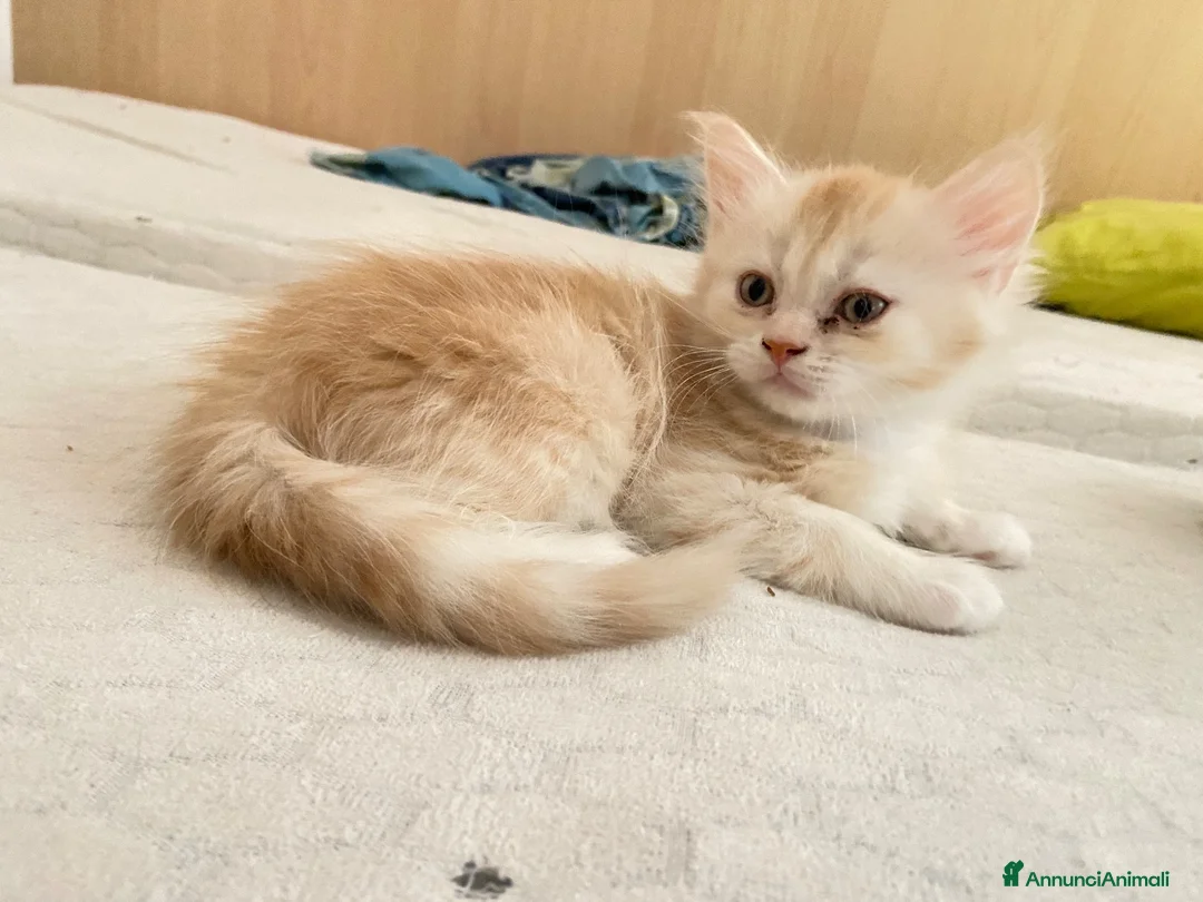 Maine Coon gatti in vendita: Ultima cucciola maine coon - Annuncio 2