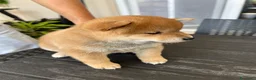 Shiba Inu cani in vendita: Cuccioli di Shiba Inu a Provincia di Frosinone - Annuncio 7