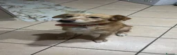 Meticcio cani in regalo: Meticcio Simba a Città metropolitana di Palermo - Annuncio 1