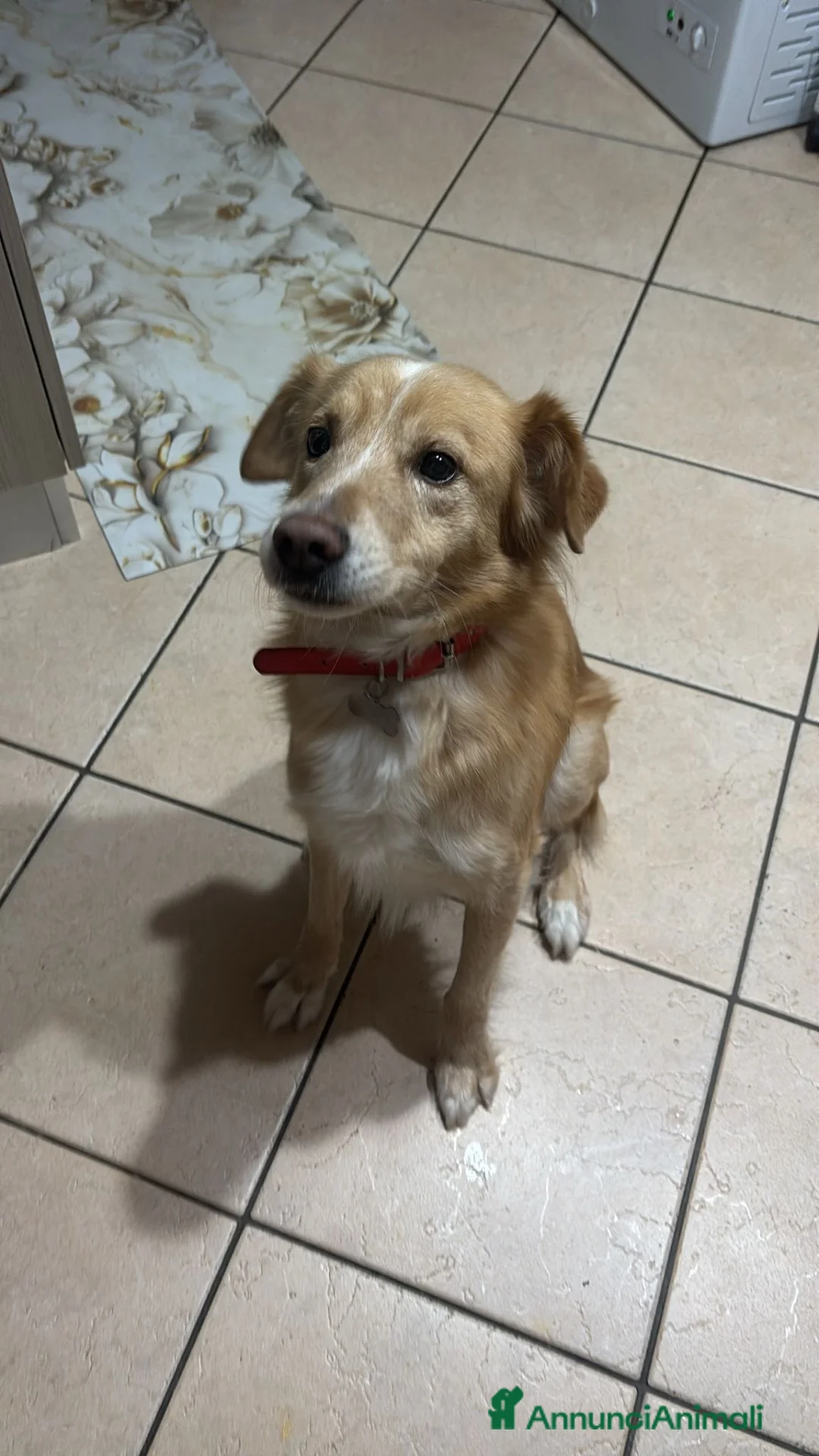 Meticcio cani in regalo: Meticcio Simba a Città metropolitana di Palermo - Annuncio 1