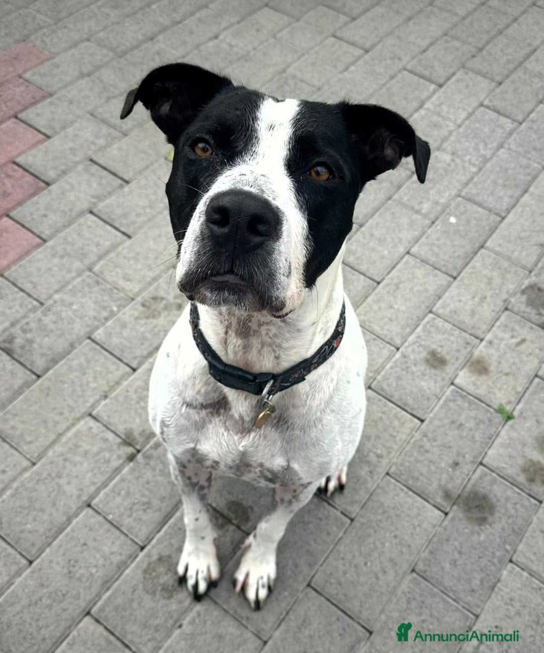 Meticcio cani in regalo: BLACK GENTILCANE - Annuncio 3