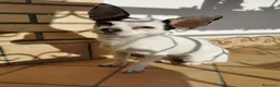 Chihuahua cani per accoppiamento: Cerco maschietto Chihuahua per Angel a Provincia di Latina - Annuncio 9
