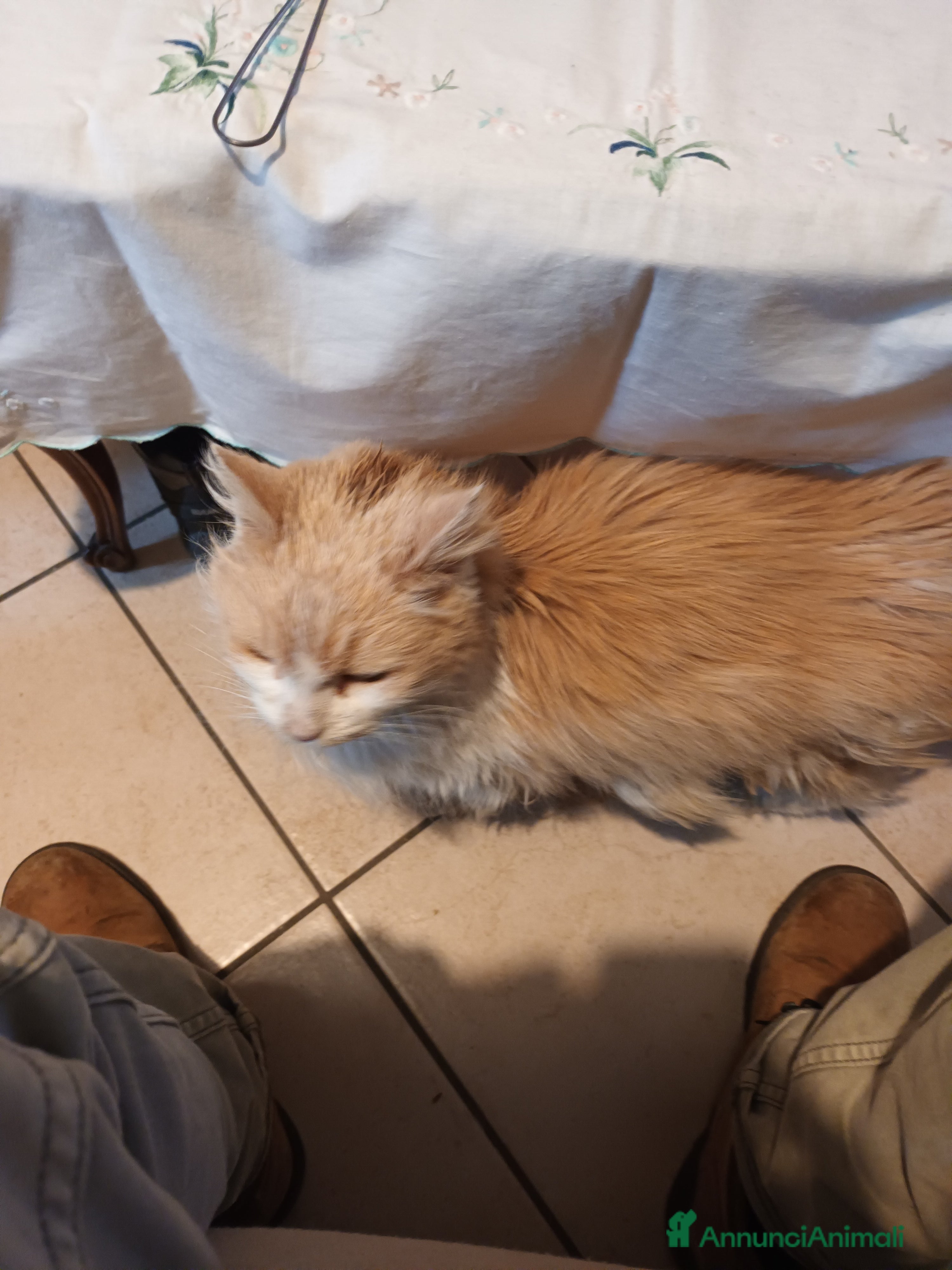 Meticcio gatti Gatto a pelo lungo  a Provincia di Cuneo - Annuncio 2