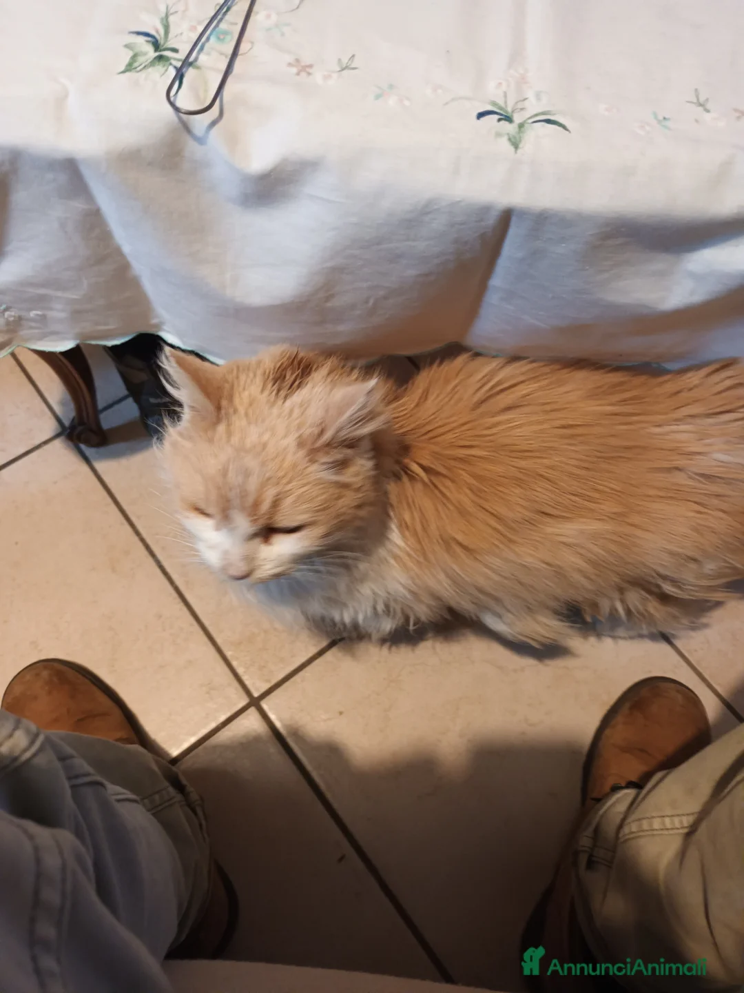 Meticcio gatti in regalo: Gatto a pelo lungo  a Provincia di Cuneo - Annuncio 1