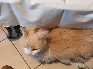 Meticcio gatti Gatto a pelo lungo a Provincia di Cuneo - Annuncio 2