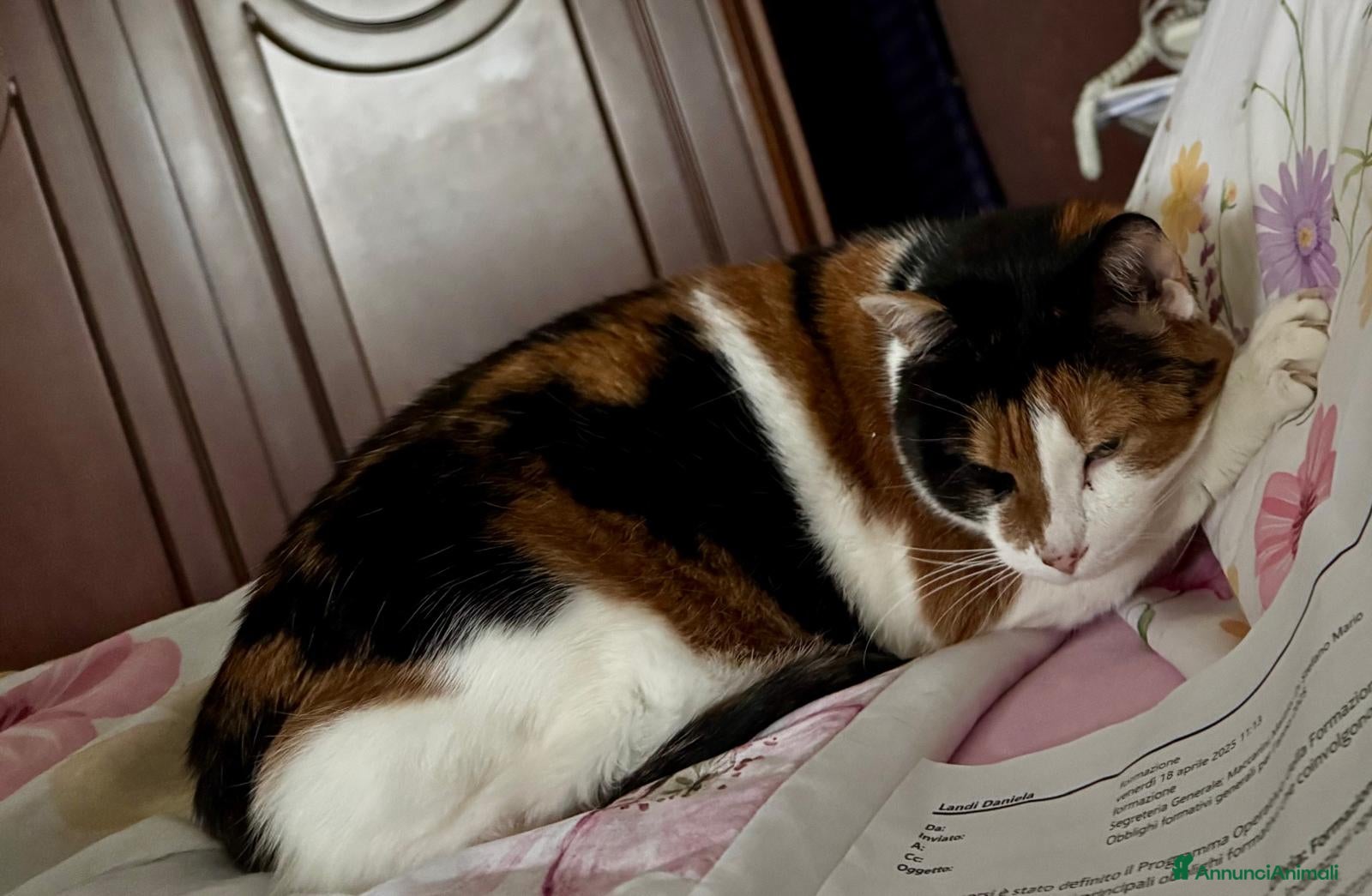 Meticcio gatti GATTA ANZIANA a Città metropolitana di Milano - Annuncio 2