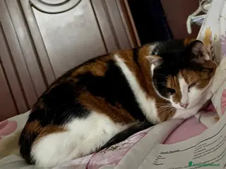 Meticcio gatti GATTA ANZIANA a Città metropolitana di Milano - Annuncio 25