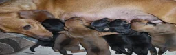 Bassotto cani in vendita: Bassotti nani a pelo corto a Provincia di Lucca - Annuncio 1