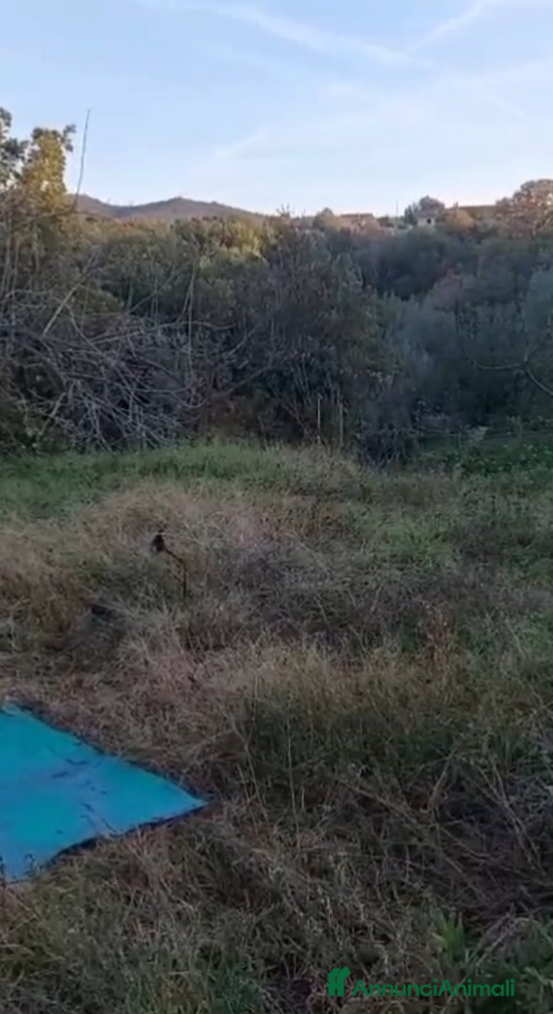 Europeo gatti in regalo: Gattine 7mesi FELV+ VIVONO IN RECINTO.URGENTE ROMA - Annuncio 5