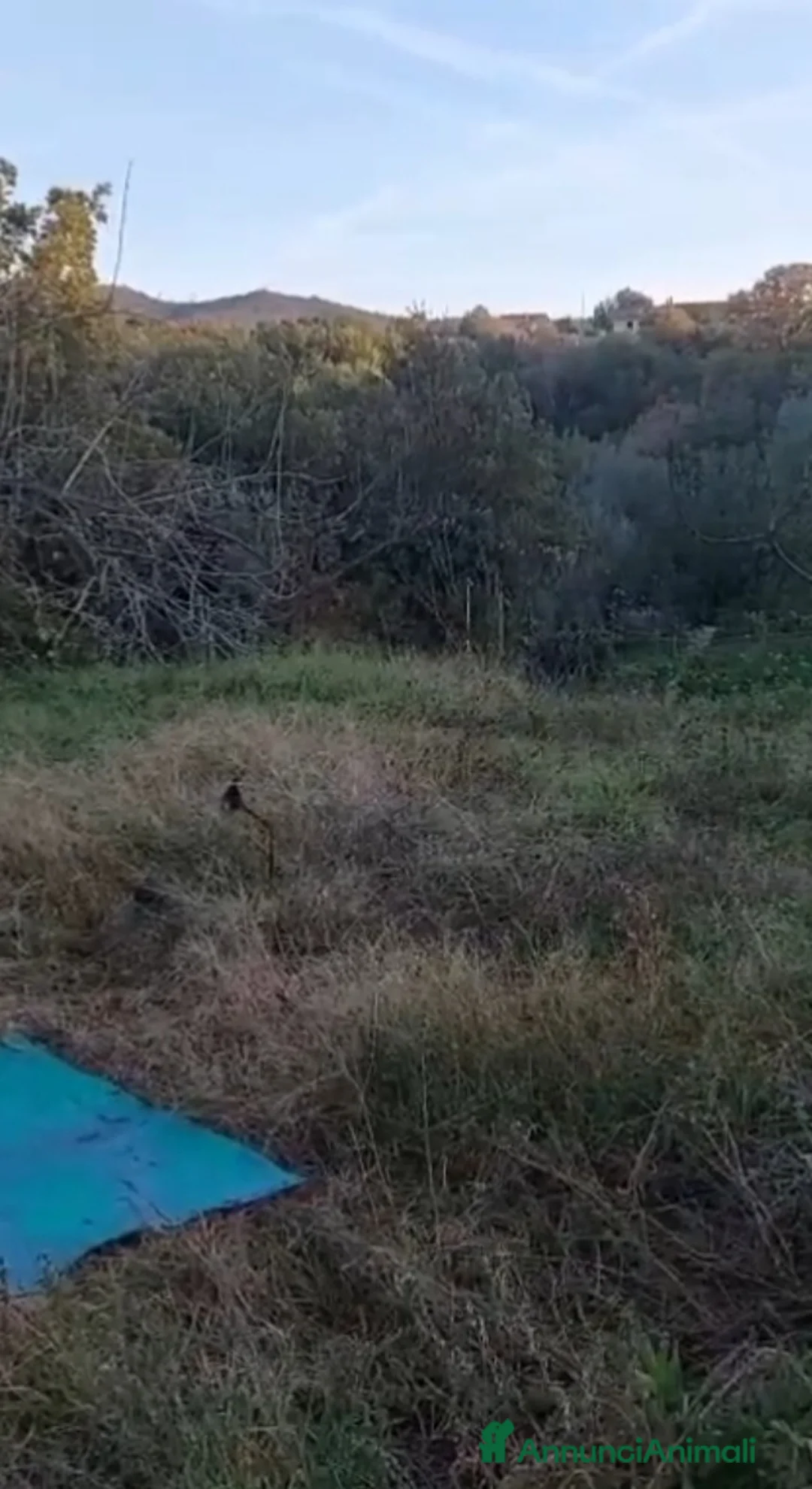 Europeo gatti in regalo: Gattine 7mesi FELV+ VIVONO IN RECINTO.URGENTE ROMA - Annuncio 5