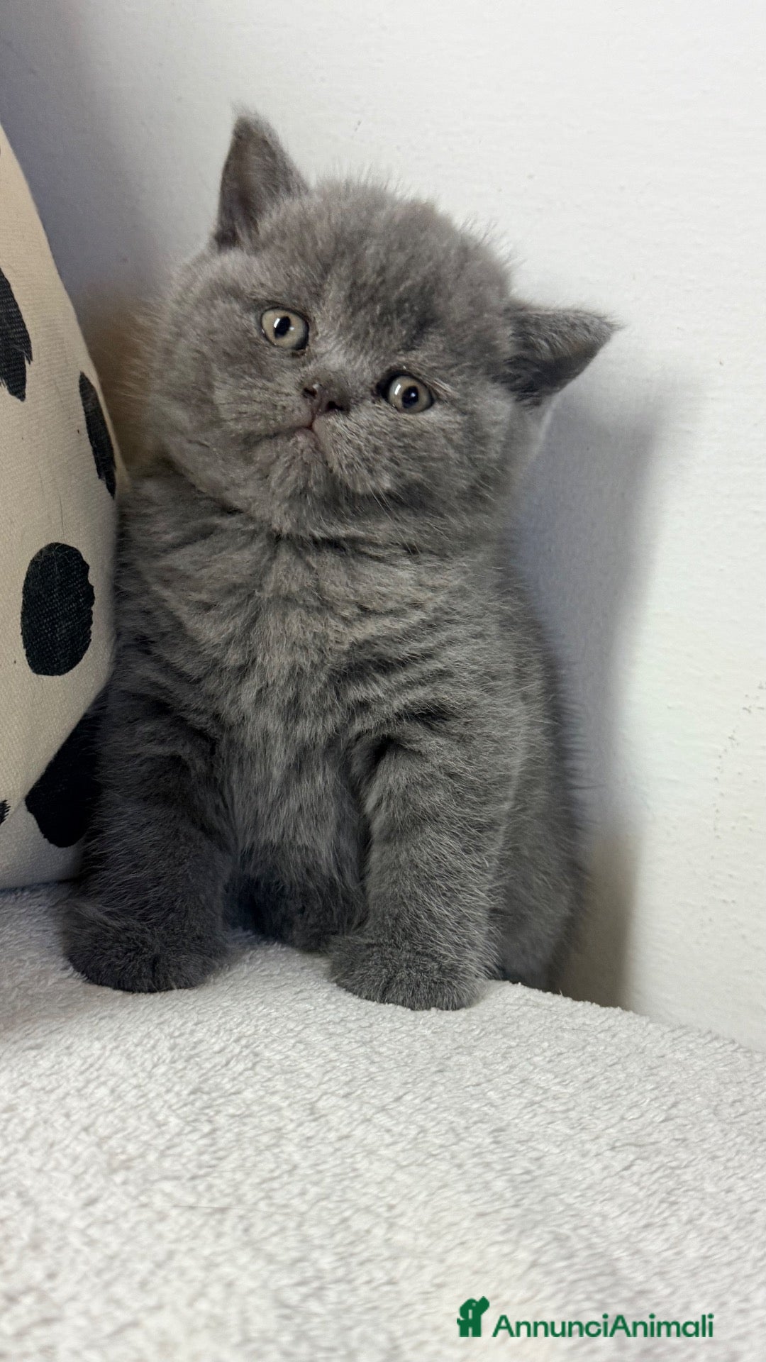 Scottish gatti Gattina scottish straight  - Annuncio 1