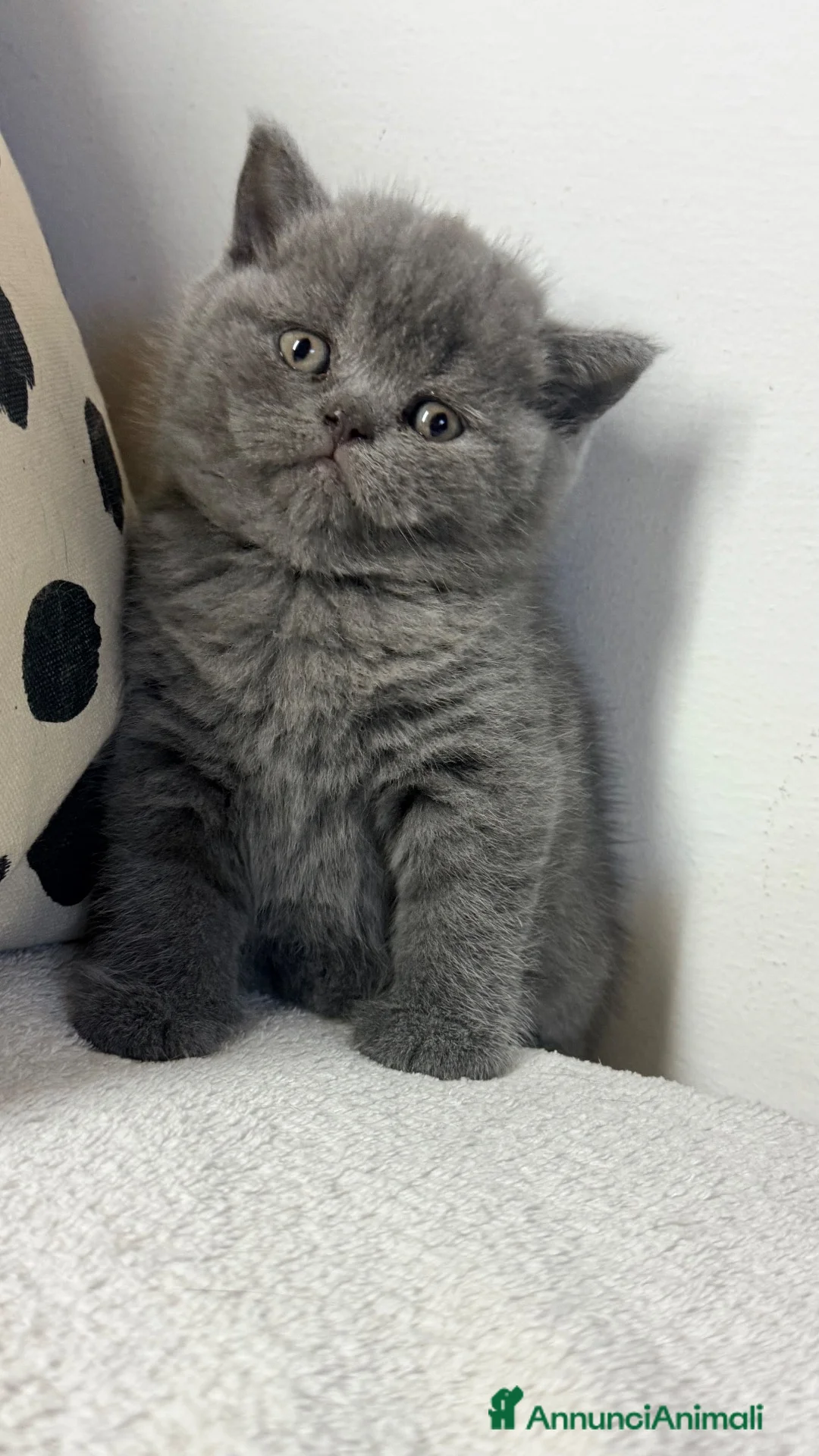 Scottish gatti in vendita: Gattina scottish straight  - Annuncio 1