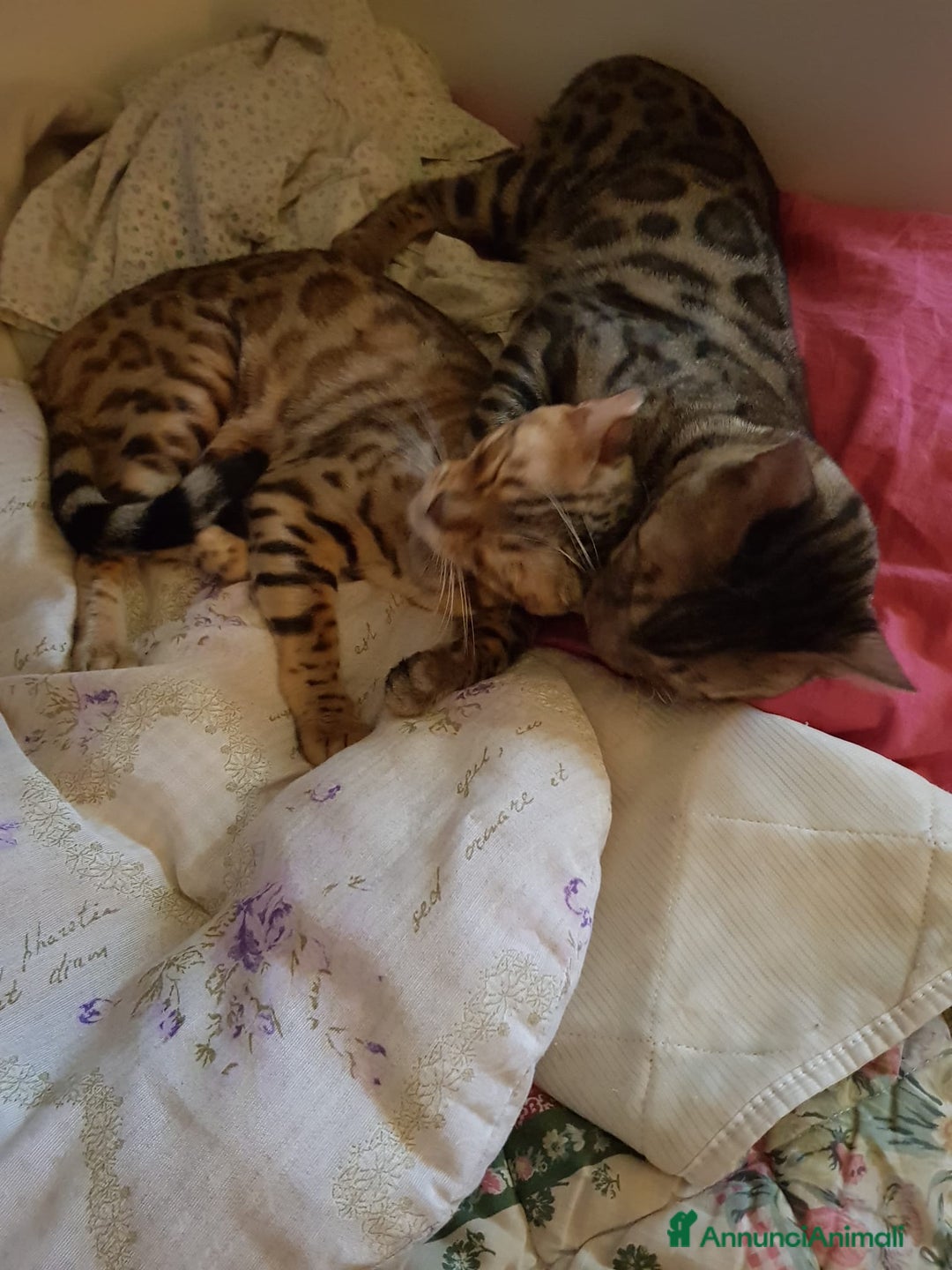 Bengala gatti in vendita: dolcissimi cuccioli di Bengala con pedigree  - Annuncio 15