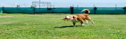 Meticcio cani in regalo: ARISTIDE - Annuncio 2