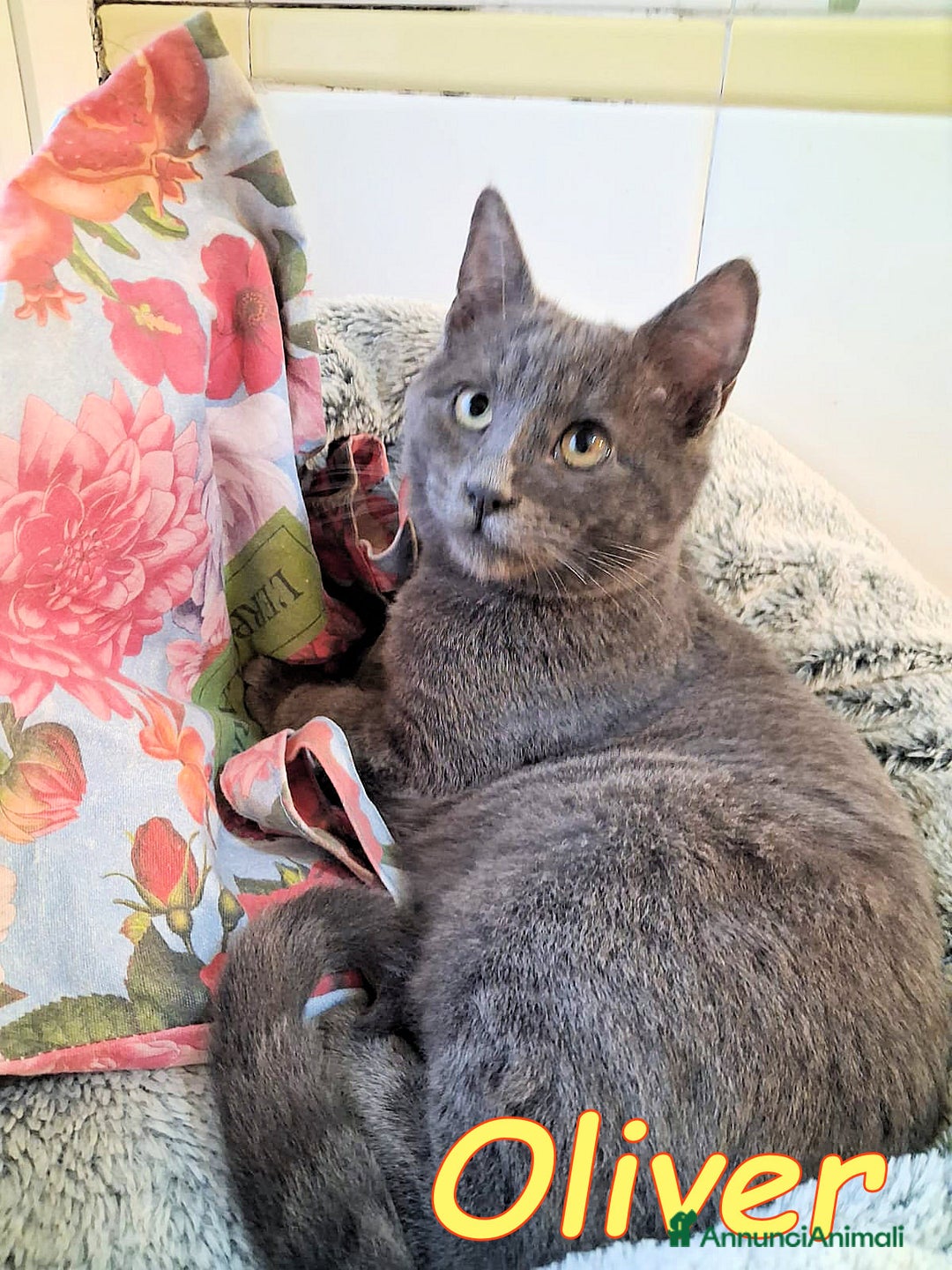 Certosino gatti in regalo: OLIVER SPLENDIDO SIMIL CERTOSINO - Annuncio 8