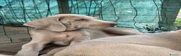 Weimaraner cani in vendita: Cucciolo di weimaraner  - Annuncio 5