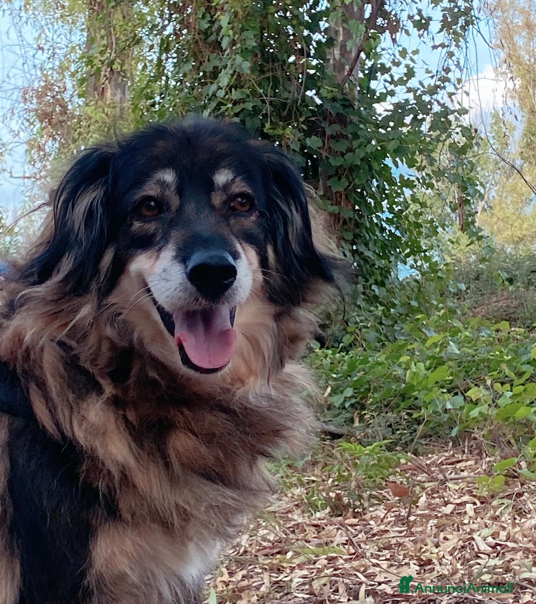 Meticcio cani in regalo: Sally dolce cagnolina taglia media adozione Latina - Annuncio 5