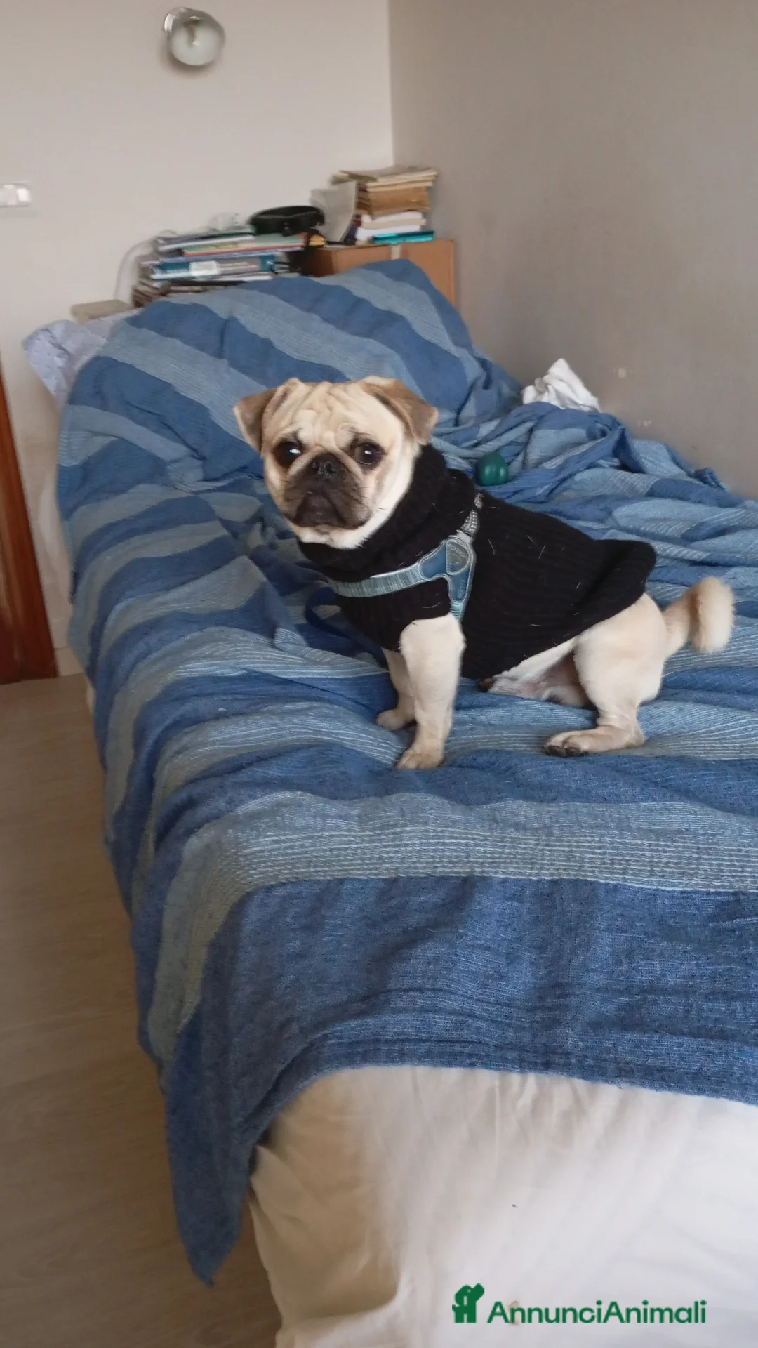 Carlino cani per accoppiamento: Carlina  - Annuncio 5