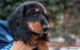 Bassotto cani in vendita: Bassotto a pelo lungo a Città metropolitana di Roma Capitale - Immagine 2
