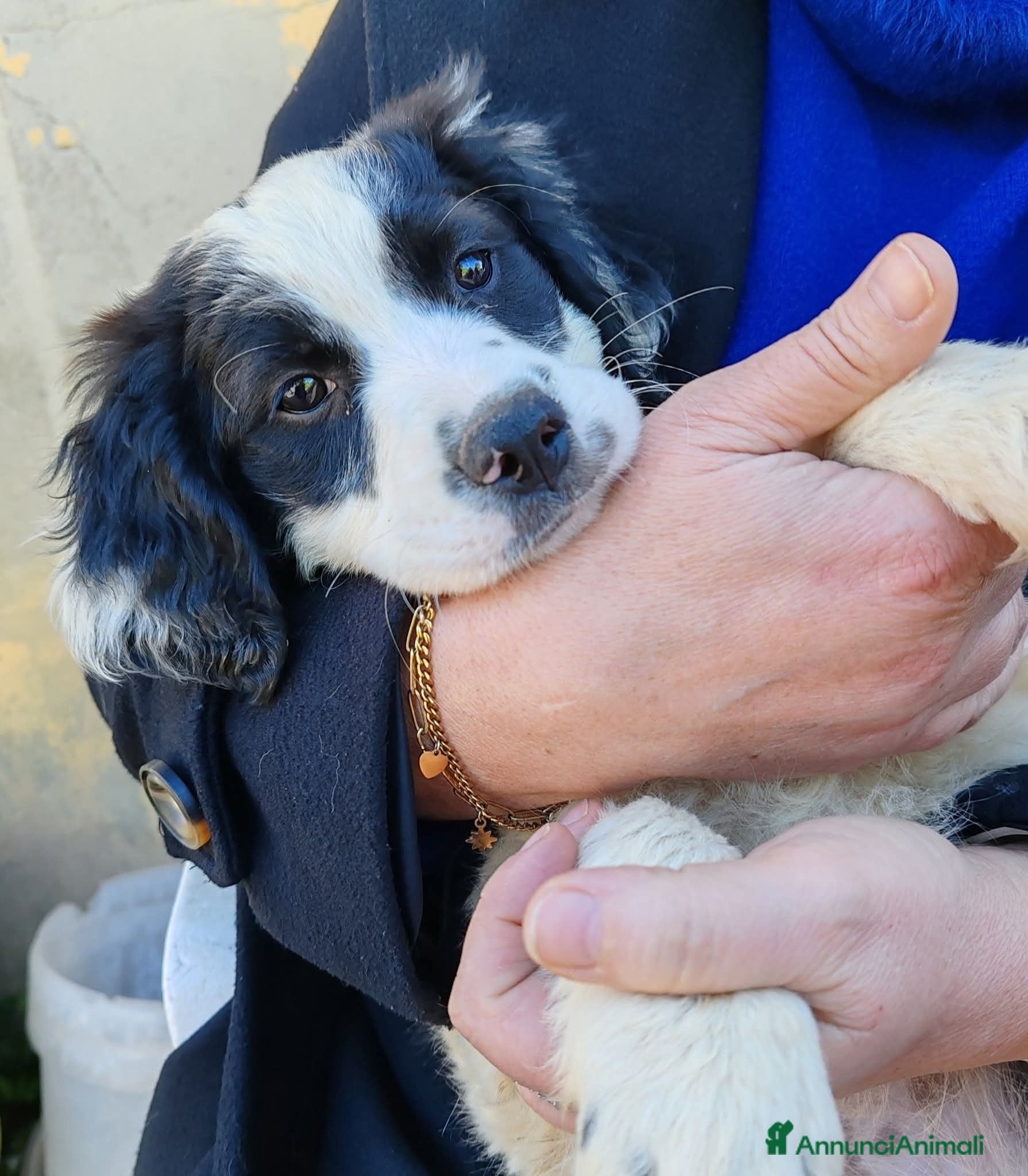 Meticcio cani Lisa dolcissima cucciola simil setterina - Annuncio 9