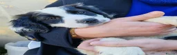 Meticcio cani in regalo: Lisa dolcissima cucciola simil setterina a Città metropolitana di Milano - Annuncio 1