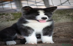 Akita Inu cani in vendita: Akita inu  a Provincia di Belluno - Immagine 2