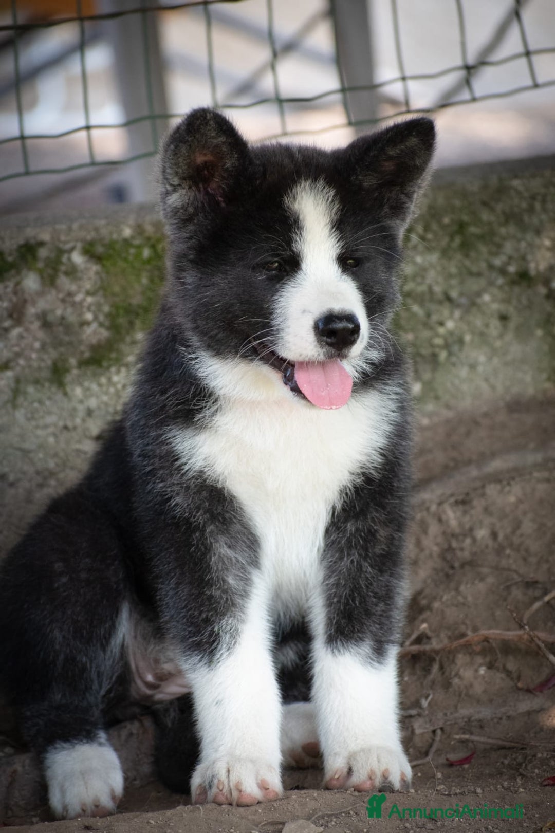 Akita Inu cani in vendita: Akita inu  a Provincia di Belluno - Immagine 2