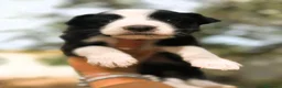 Border Collie cani in vendita: cuccioli border collie blue merle  - Annuncio 4