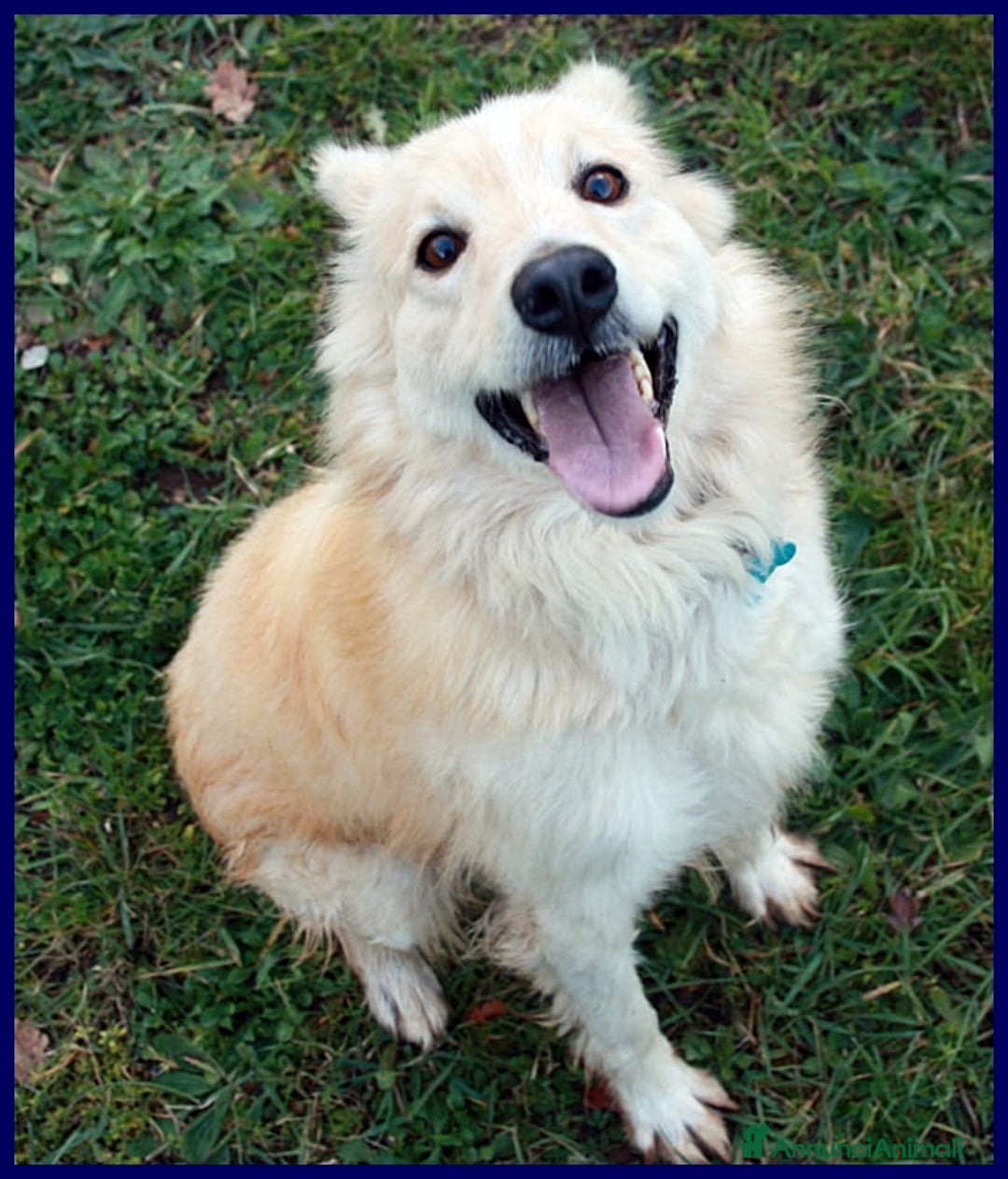 Meticcio cani in regalo: LUCKY-COTONE, IL NOSTRO ANGELO PELOSO, ASPETTA ANC a Città metropolitana di Milano - Annuncio 16