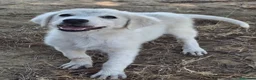 Meticcio cani in regalo: PROVOLA 🩷 L’ALLEGRIA ENTRA IN CASA 😍 a Provincia di Arezzo - Annuncio 3