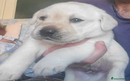 Labrador cani in vendita: Cuccioli Labrador  a Provincia di Perugia - Immagine 13