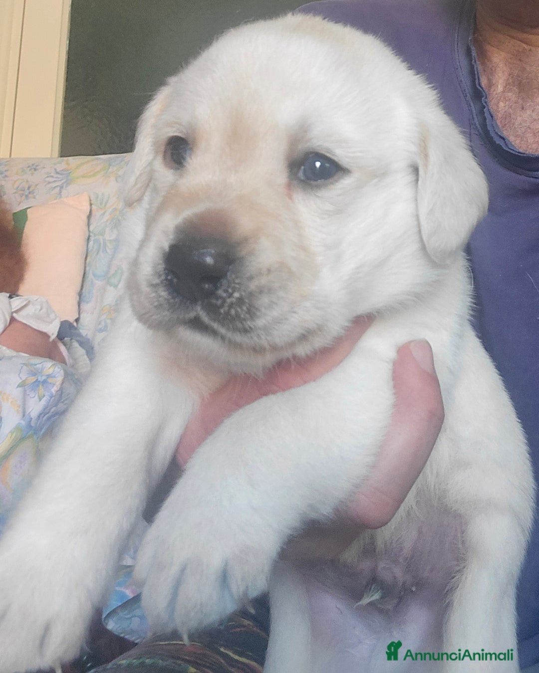 Labrador cani in vendita: Cuccioli Labrador  a Provincia di Perugia - Immagine 13