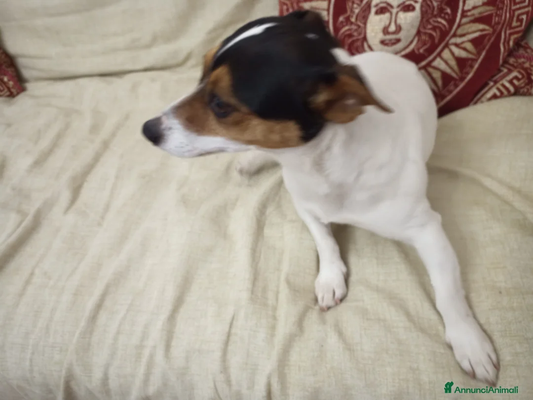 Jack Russell cani per accoppiamento: Kika cerca un compagno  a Provincia di Parma - Annuncio 5