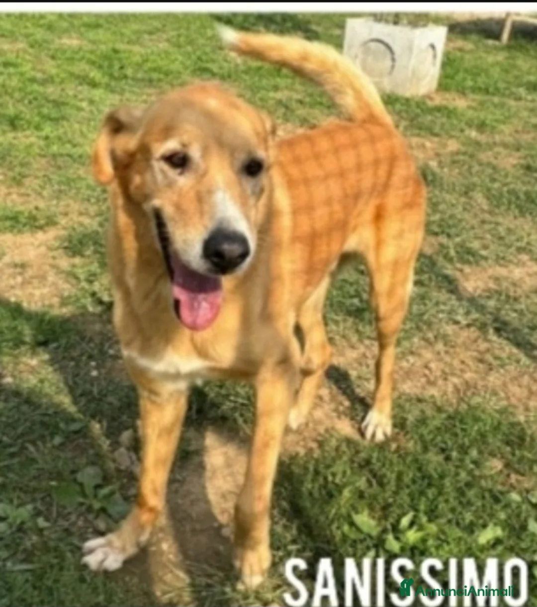 Meticcio cani in regalo: Jeremy 14anni STALLO FINITO SCESO IN PUGLIA!! - Annuncio 1