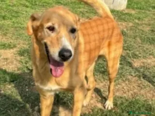 Meticcio cani Jeremy 14anni STALLO FINITO SCESO IN PUGLIA!! - Annuncio 20