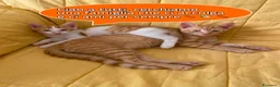 Altre razze gatti in regalo: Dylan e Ryan cercano casa a Provincia di Alessandria - Annuncio 1