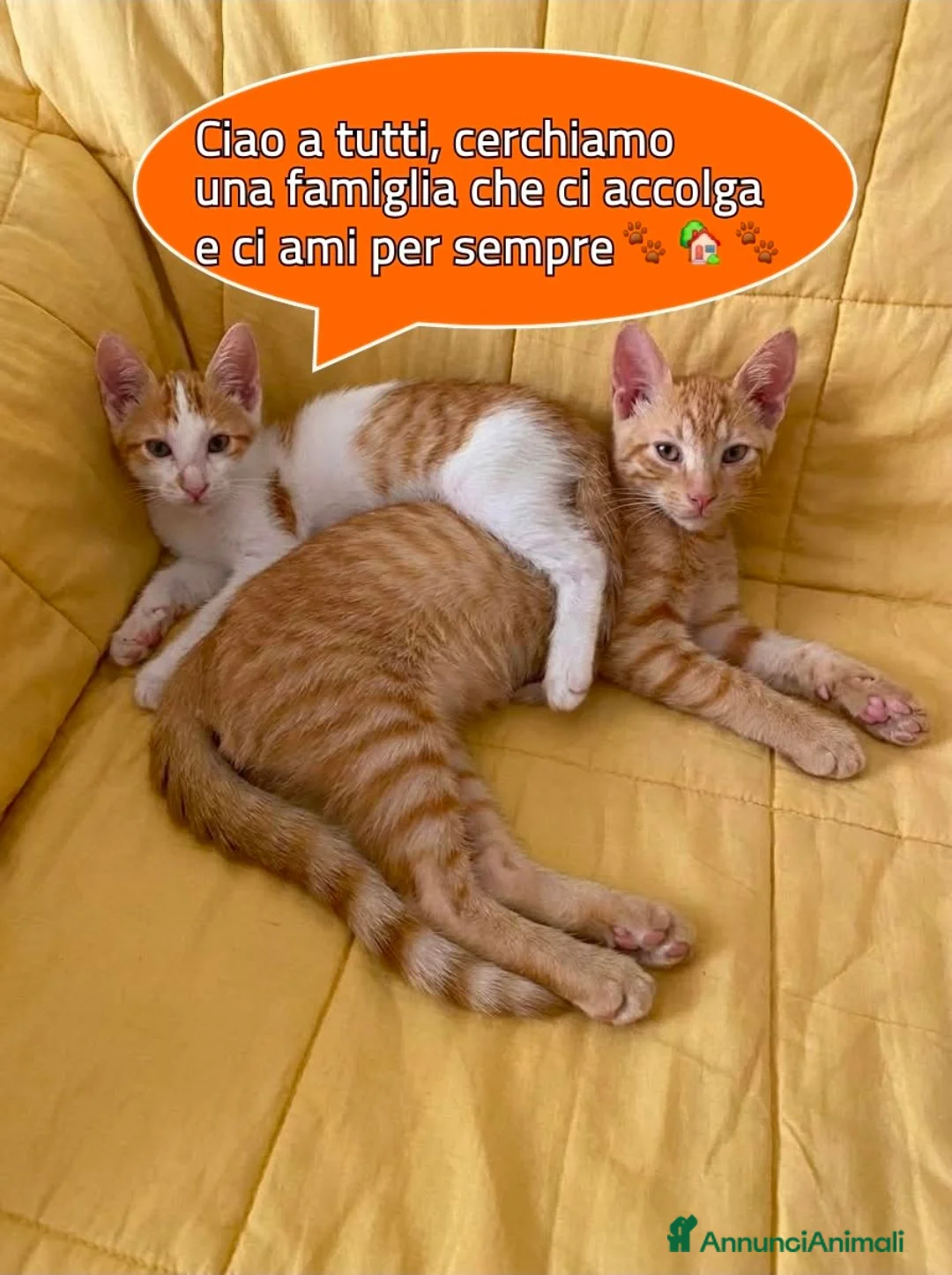 Altre razze gatti in regalo: Dylan e Ryan cercano casa a Provincia di Alessandria - Annuncio 1