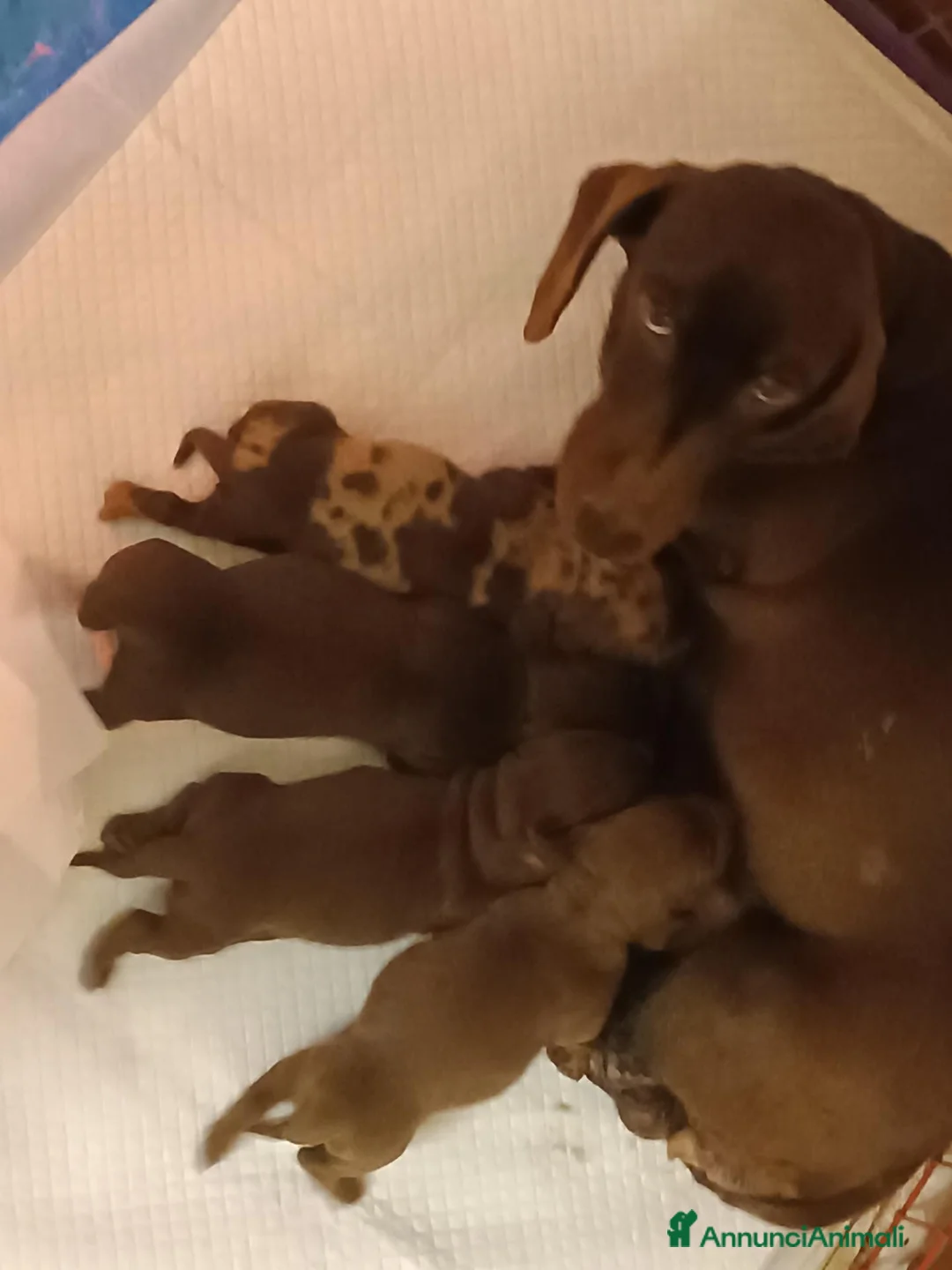 Bassotto cani in vendita: Maschietto bassotto con Pedigree Enci.  - Annuncio 6