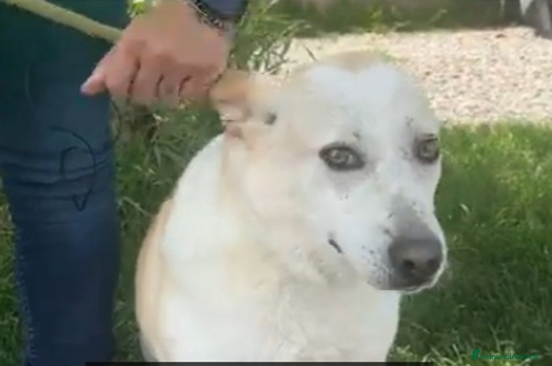 Meticcio cani in regalo: Airy femmina mix Labrador 3anni e 1/2 BRESCIA SOS - Annuncio 9